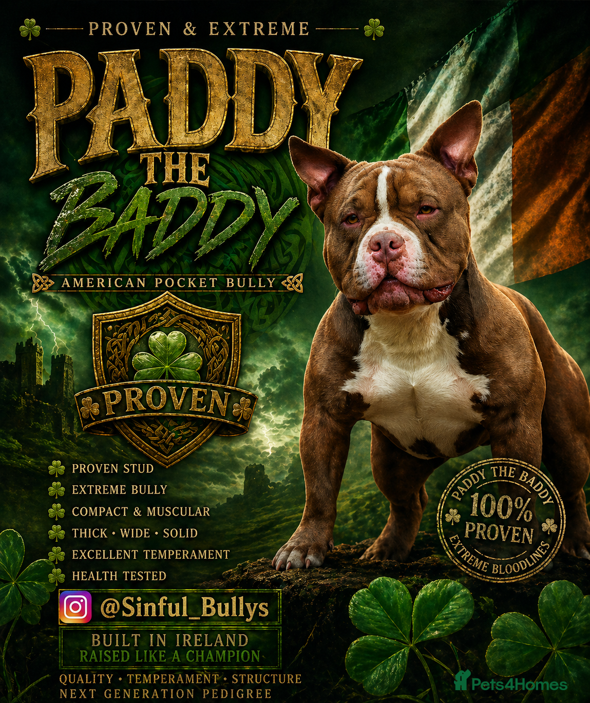 American Bully dogs American Pocket Bully Stud PROVEN SHOW QUALITY - Advert 14