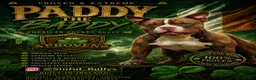 American Bully dogs for stud: American Pocket Bully Stud PROVEN SHOW QUALITY - Advert 1