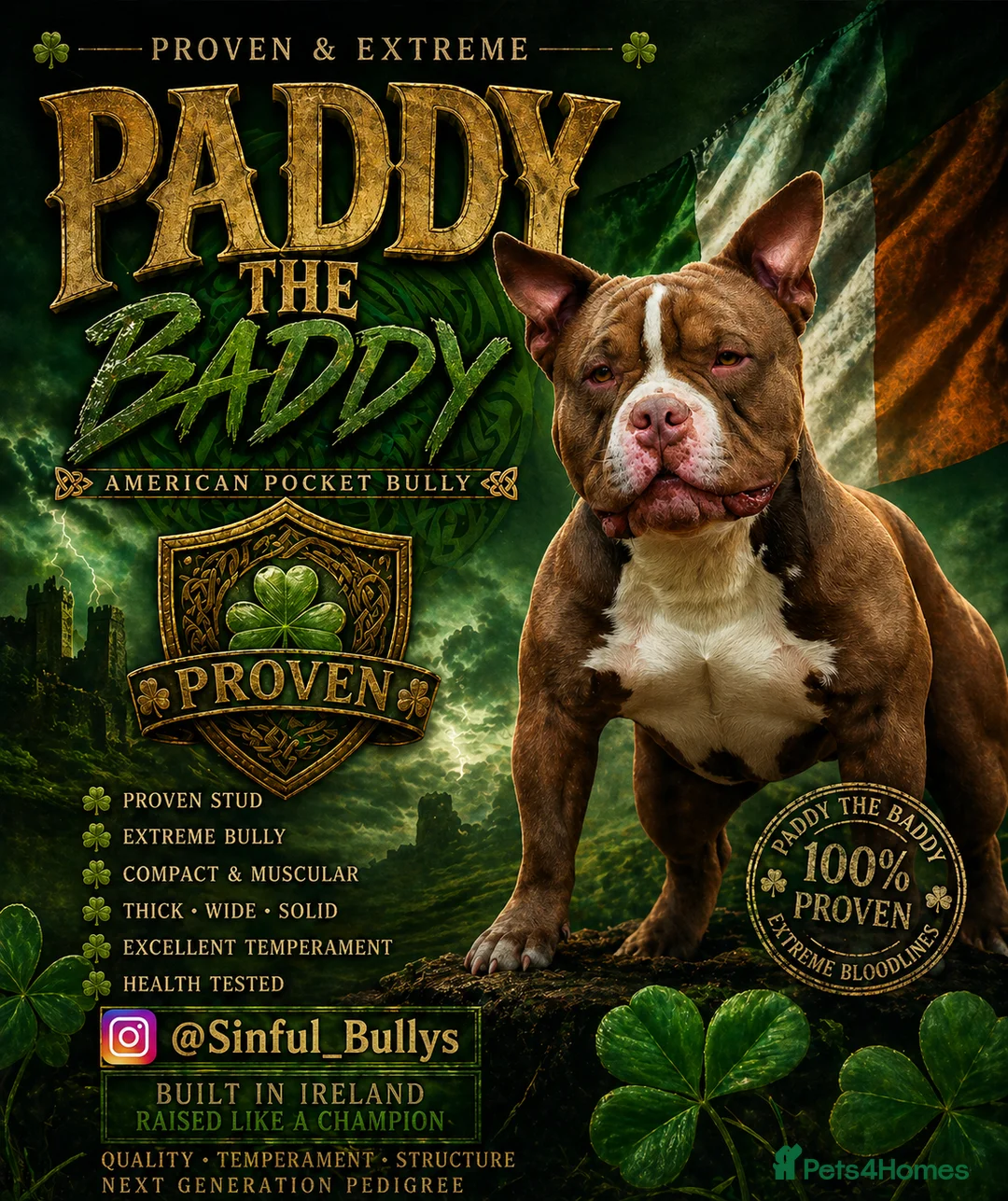 American Bully dogs for stud: American Pocket Bully Stud PROVEN SHOW QUALITY - Advert 1