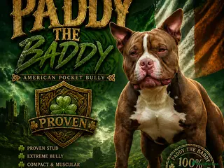 American Bully dogs American Pocket Bully Stud PROVEN SHOW QUALITY - Advert 14