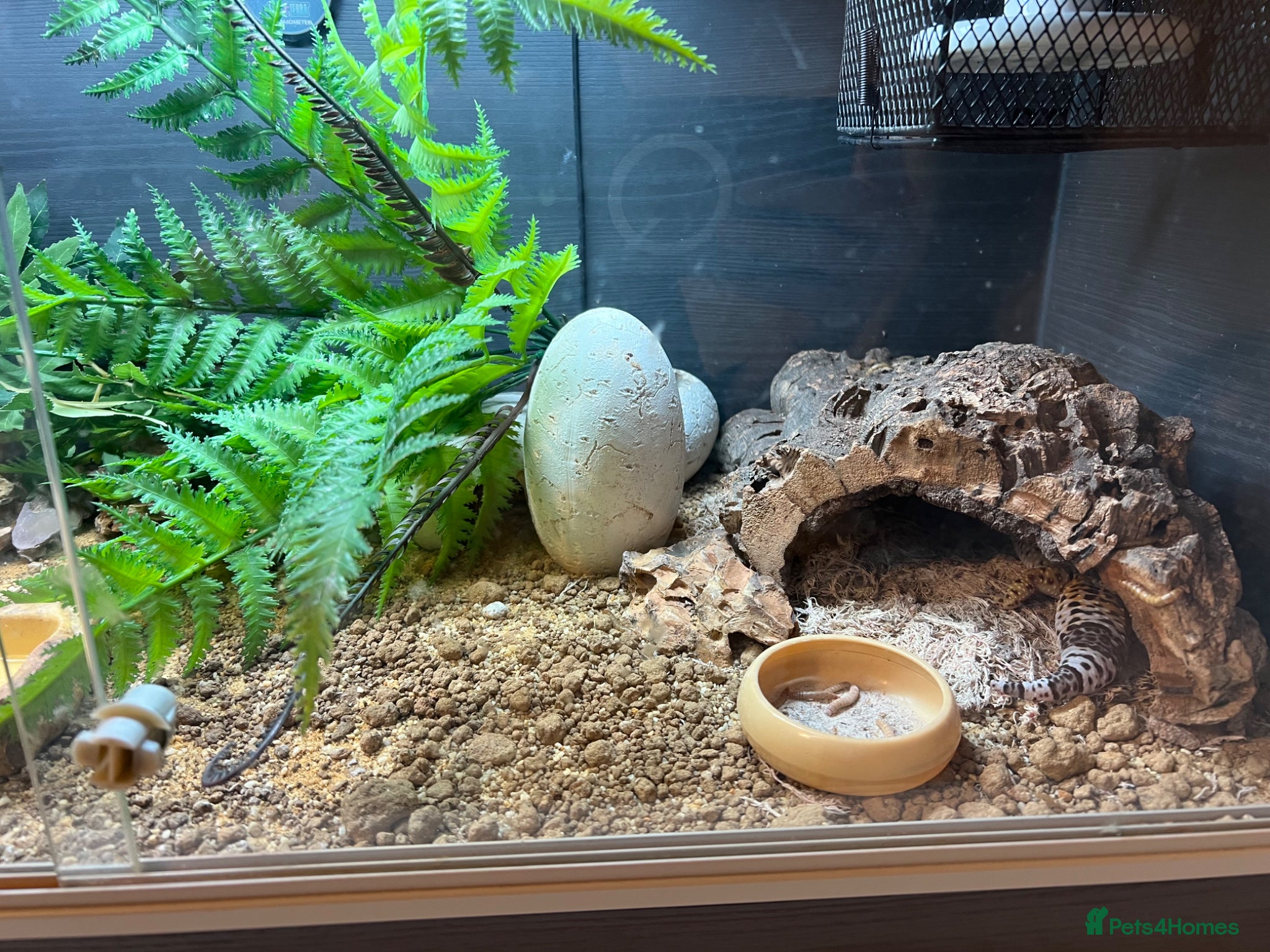 Leopard Gecko reptiles for sale: Female Leopard Gecko with Complete Vivarium Setup in Southampton - Advert 3
