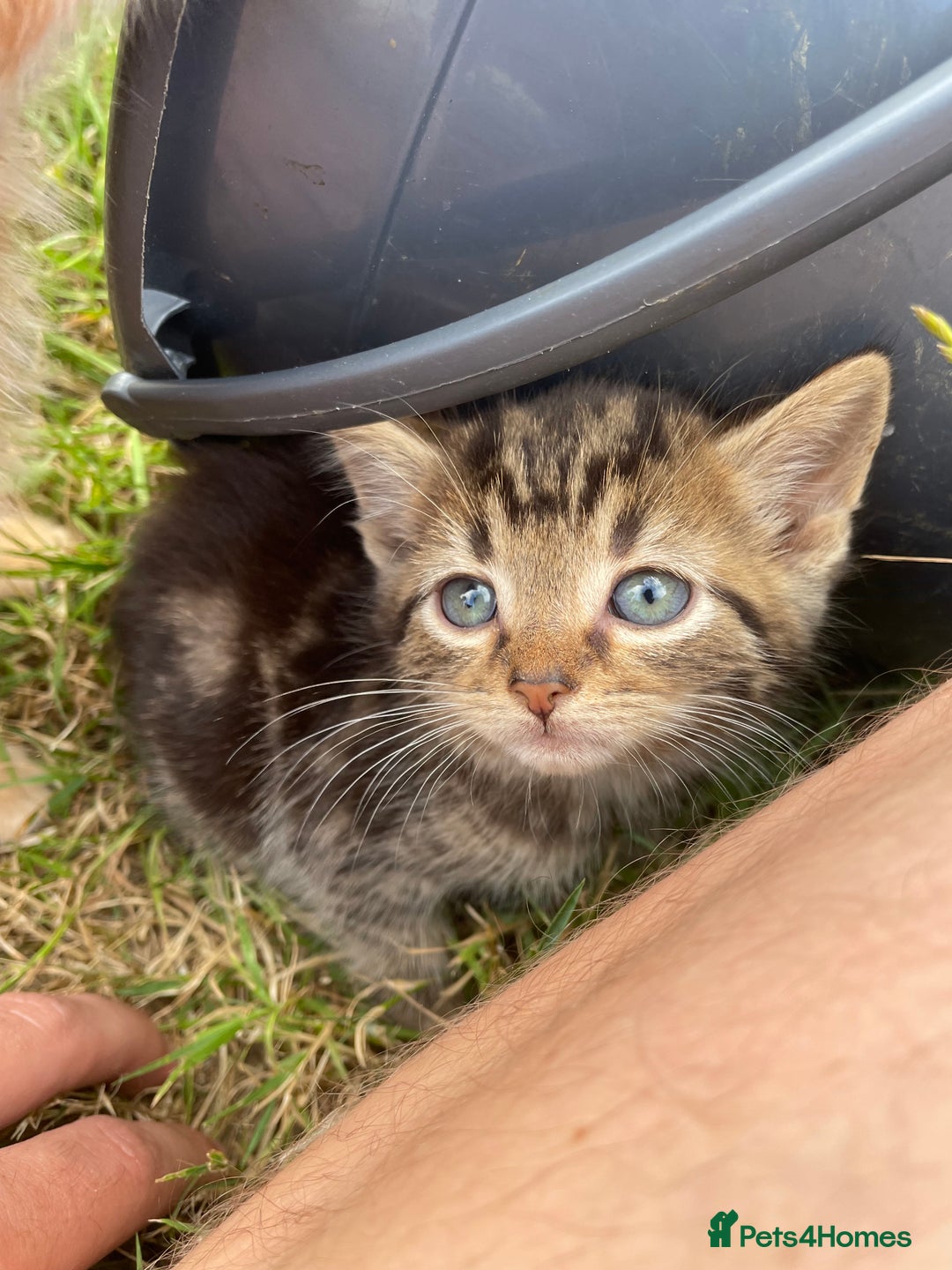 Mixed Breed cats for sale: 4 loving kittens for sale  - Image 2