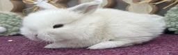Mini Lop rabbits for sale: Mini lop boys and girls  - Advert 20