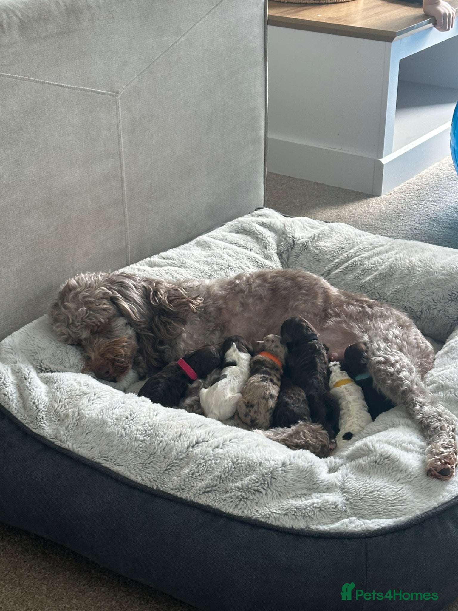 Sproodle dogs 7 Beautiful Sproodle Puppies - Advert 3