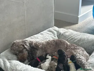 Sproodle dogs 7 Beautiful Sproodle Puppies - Advert 3