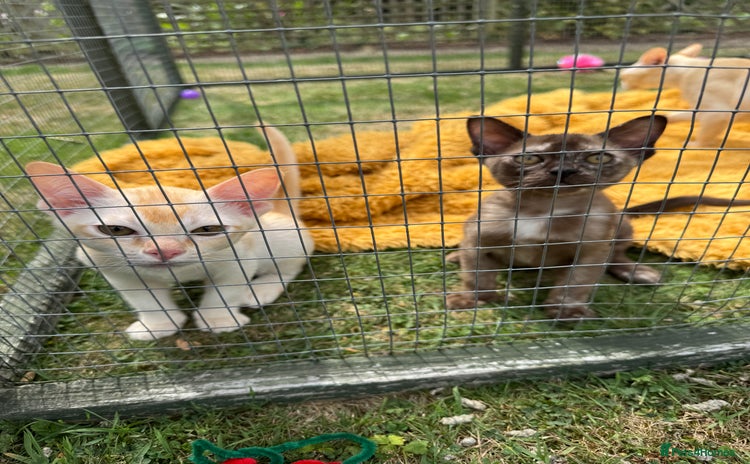 Burmese cats - Advert 2
