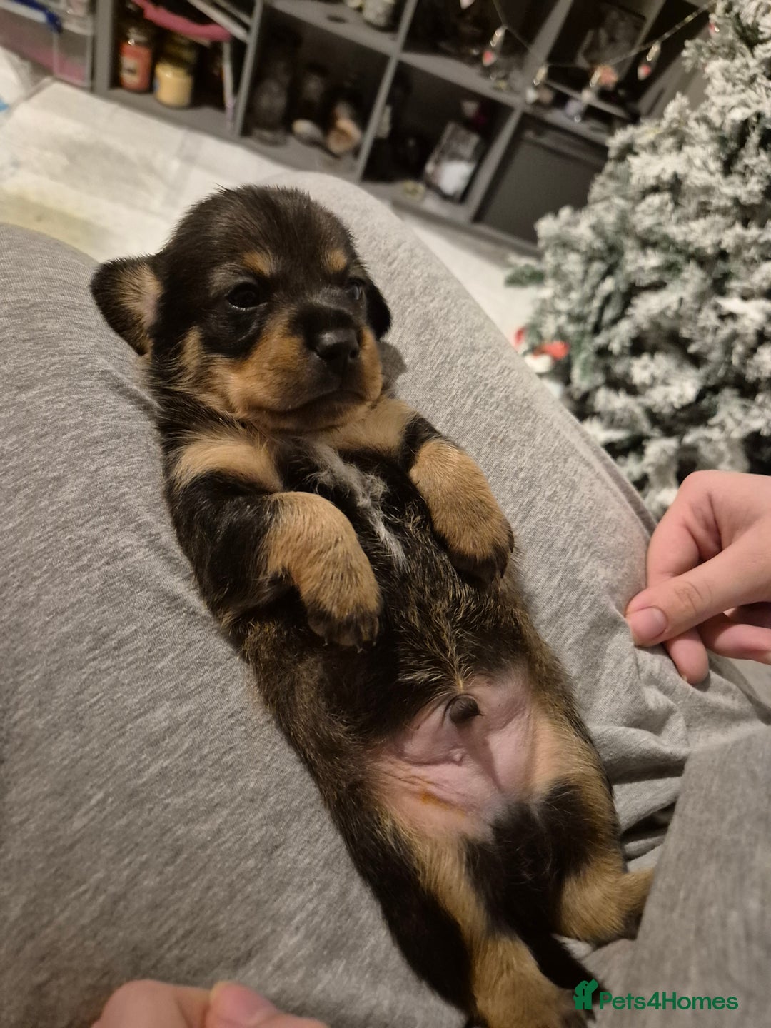 Mixed Breed dogs for sale: 1 boy available  - Advert 3