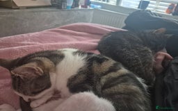 American Shorthair cats for sale: Caramel beautiful 2 year cat - Image 3