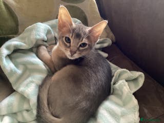 Abyssinian cats Beautiful Blue male Abyssinian kitten - Advert 5