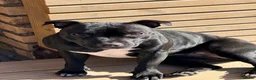 Staffordshire Bull Terrier dogs for sale: Adorable Staffordshire bull terrier - Advert 6