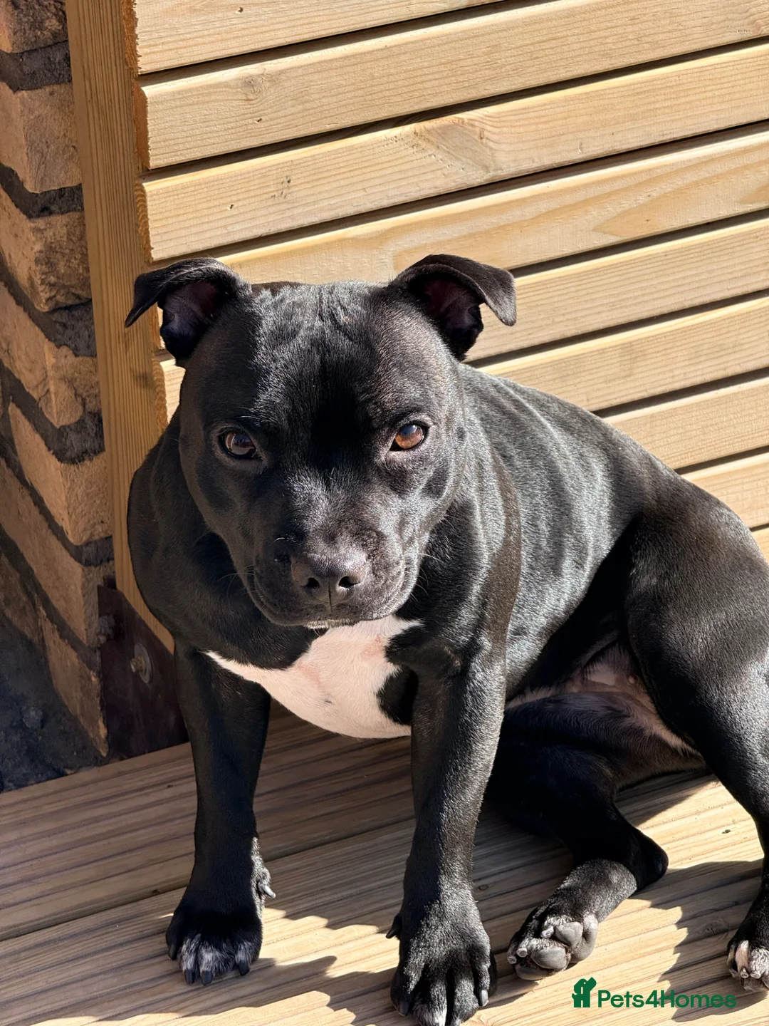 Staffordshire Bull Terrier dogs for sale: Adorable Staffordshire bull terrier - Advert 6