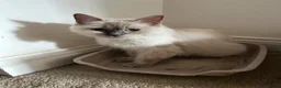 Ragdoll cats for sale: Beautiful cuddle Ragdoll girl kitten  in Canvey Island - Advert 4