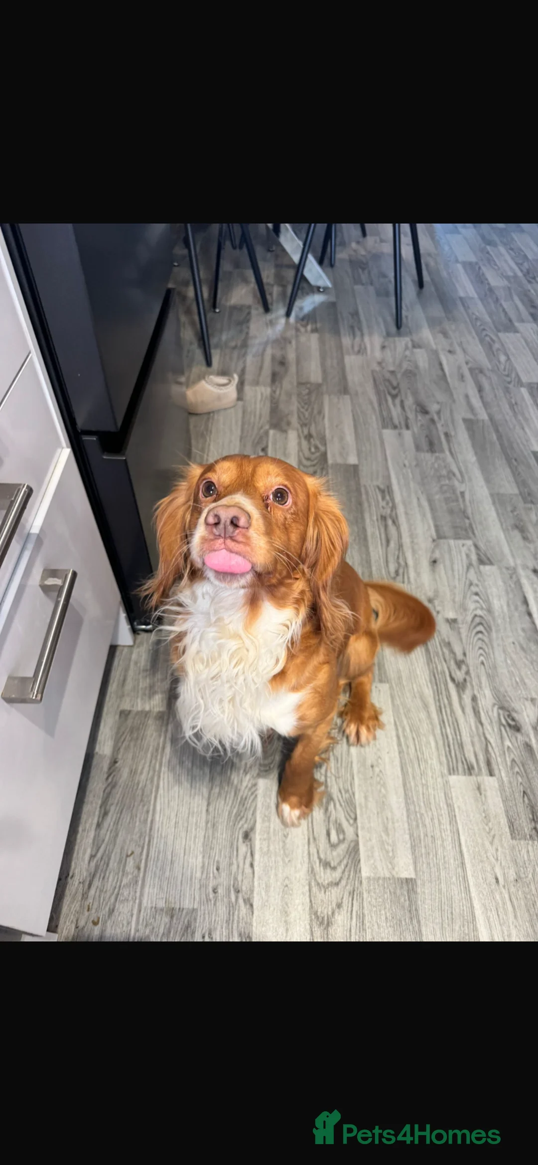 Cocker Spaniel dogs for sale: cocker spaniel beautiful rare colour - Advert 4