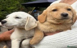 Labradoodle dogs for sale: Fox Red Labrador / Labradoodle X Puppies - Image 8