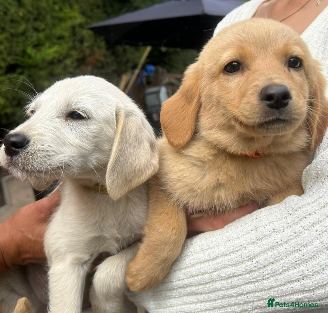 Labradoodle dogs for sale: Fox Red Labrador / Labradoodle X Puppies - Image 8