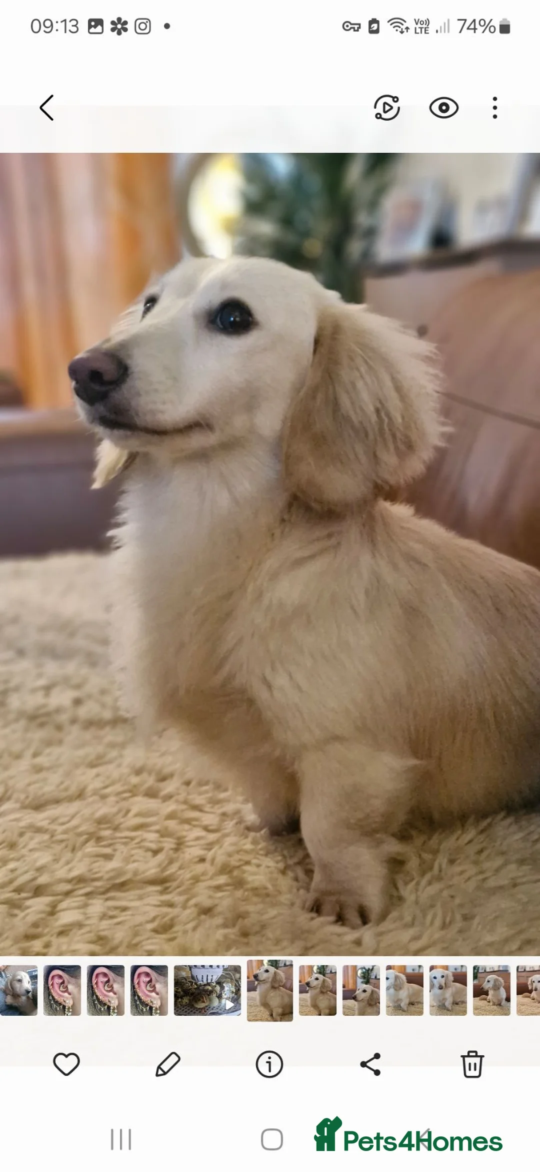 Dachshund dogs for stud: FOR STUD ONLY! KC health tested Eddie Snowdrop. - Advert 2