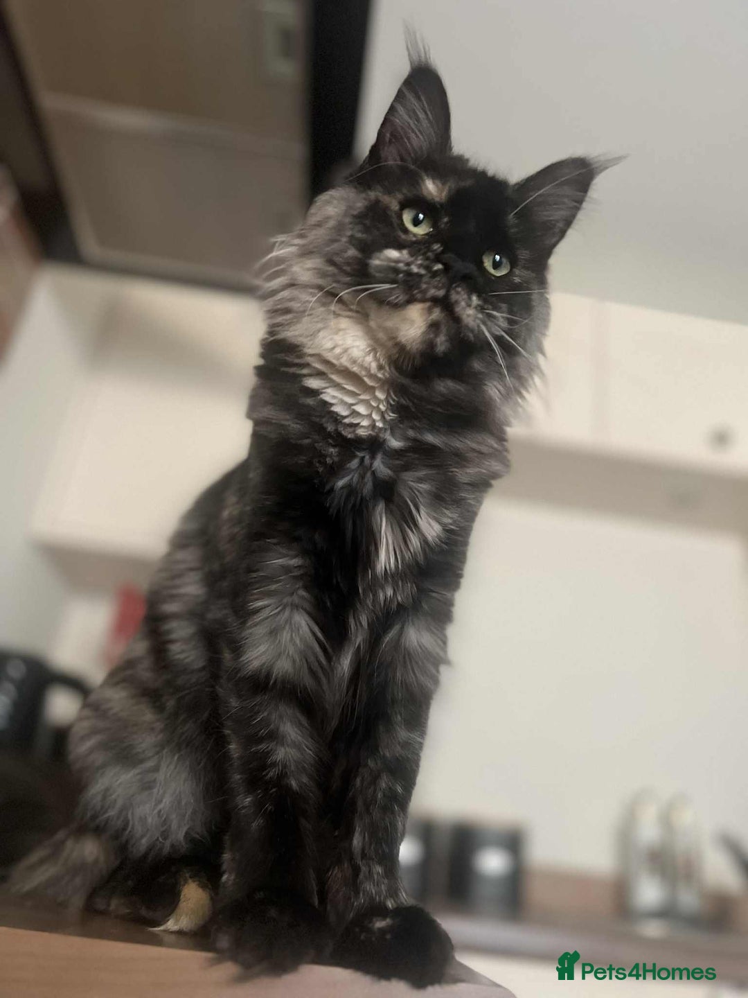 Maine Coon cats for sale: 1 year old Maine Coon Pair - Advert 5