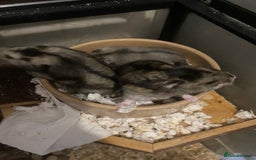 Hamster rodents for sale: Russian dwarf hamsters - Image 2