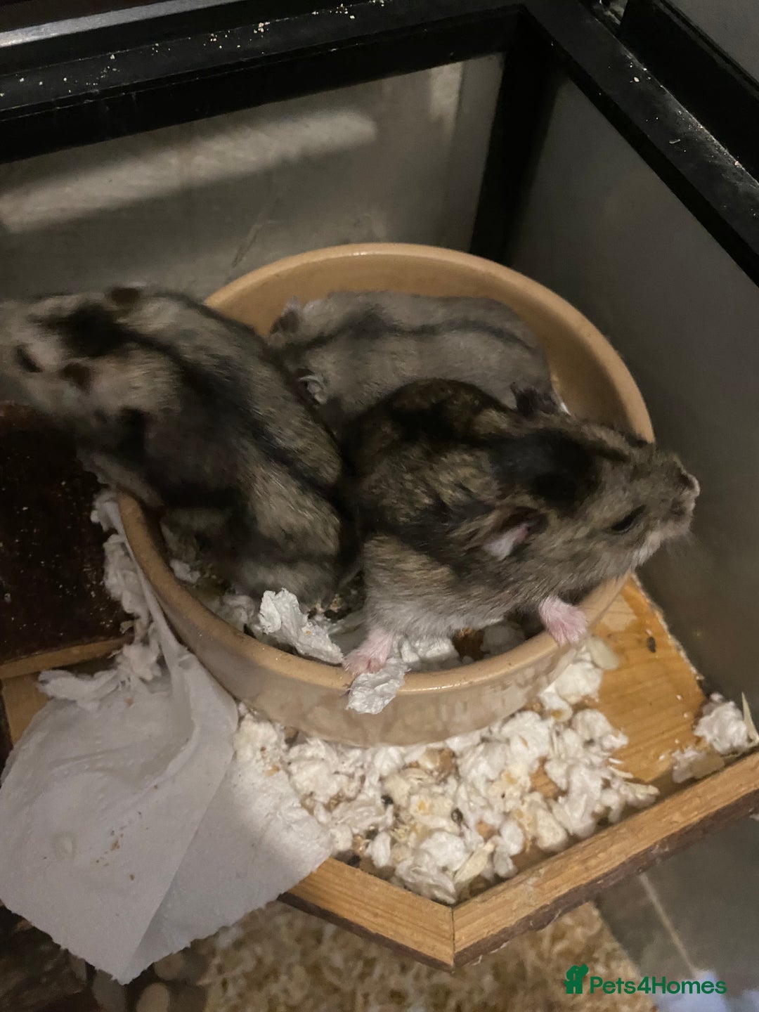 Hamster rodents for sale: Russian dwarf hamsters - Image 2