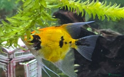 Angelfish fish for sale: All fish 100£ - Image 2