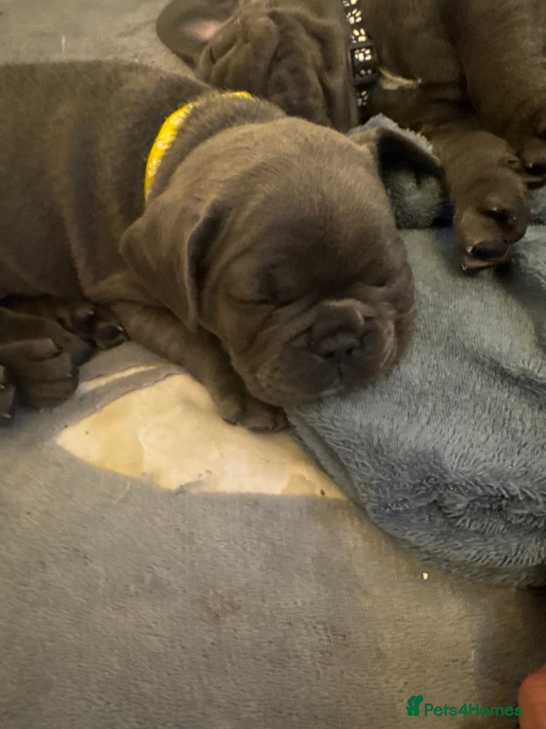 French Bulldog dogs for sale: 6 Beautiful French Bulldog Puppies  - Advert 2