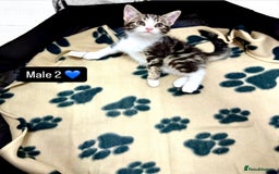 Domestic Shorthair cats for sale: 4 kittens available  - Image 10
