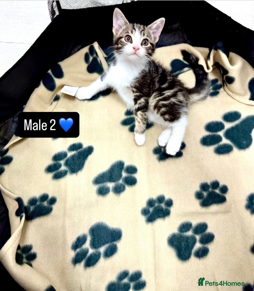 Domestic Shorthair cats for sale: 4 kittens available  - Image 10