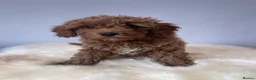 Cavapoo dogs for sale: ⭐️Top Quality Health Tested Toy Cavapoo Puppies⭐️ - Advert 7