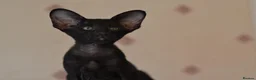 Oriental cats for sale: Tica Oriental kittens for reservation - Advert 11