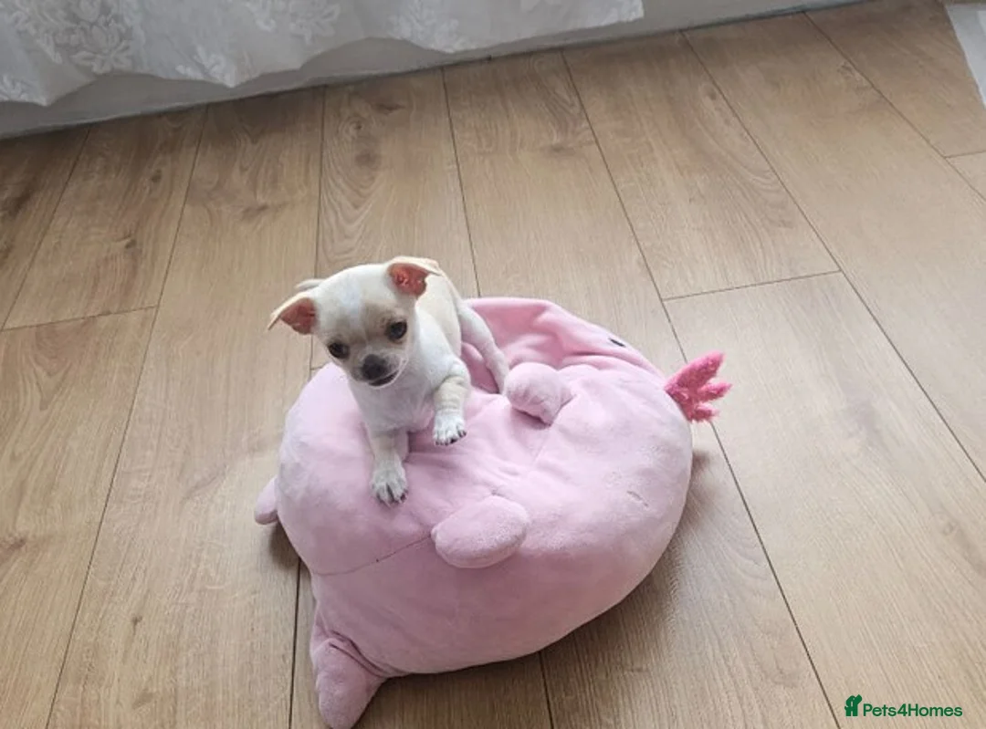 Chihuahua dogs for sale: Chihuahua puppies in Leeds - Advert 5