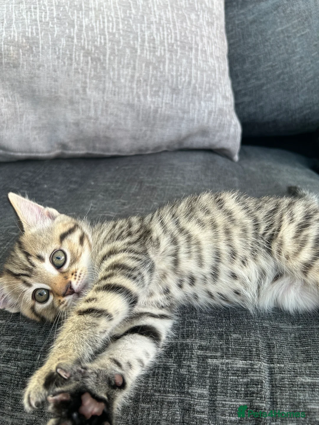 Mixed Breed cats for sale: Mixed tabby beautiful kittens  - Advert 25