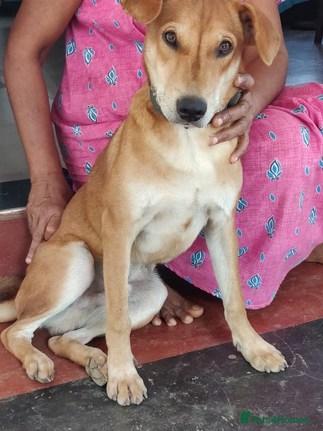 Mixed Breed dogs for sale: Looking for a loving home for one of our 2 Pups! - Image 7