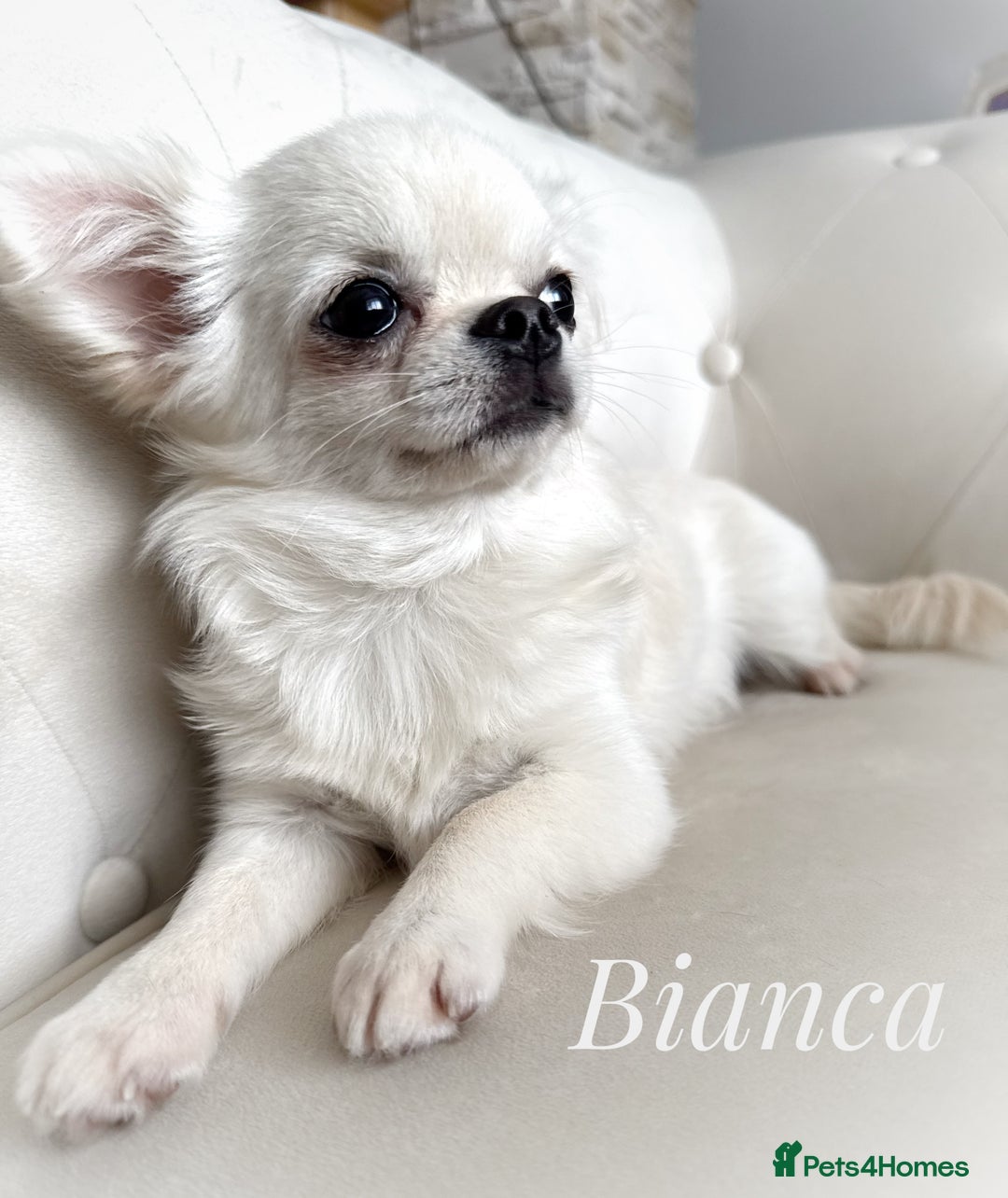 Chihuahua dogs for sale: KC qulity LC cream/white chihuahua puppies  - Image 11