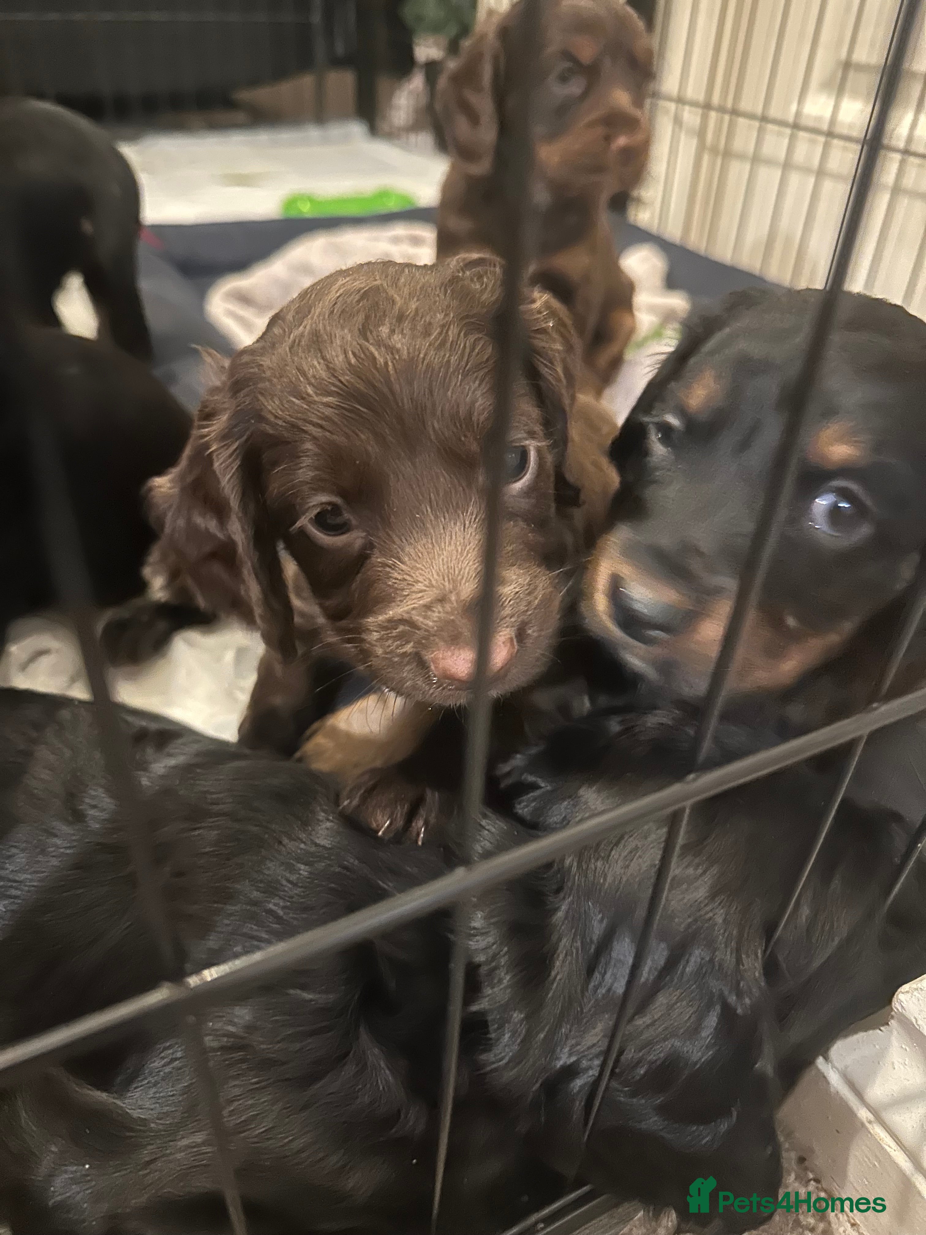 Sprocker dogs Meet your new Sprocker puppy. 29/03/26 can go.  - Advert 5