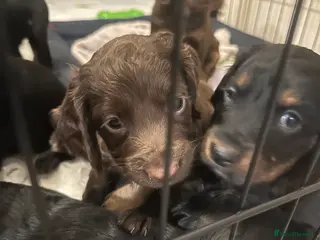 Sprocker dogs Meet your new Sprocker puppy. 29/03/26 can go. - Advert 5