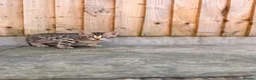 Bengal cats for sale: 🐆✨[REDUCED REDUCED!!!] LAST TWO – PURE BENGAL’S❤️ - Advert 21