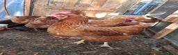 Chickens poultry for sale: Warren/lohman brown 18 months old for sale - Advert 3