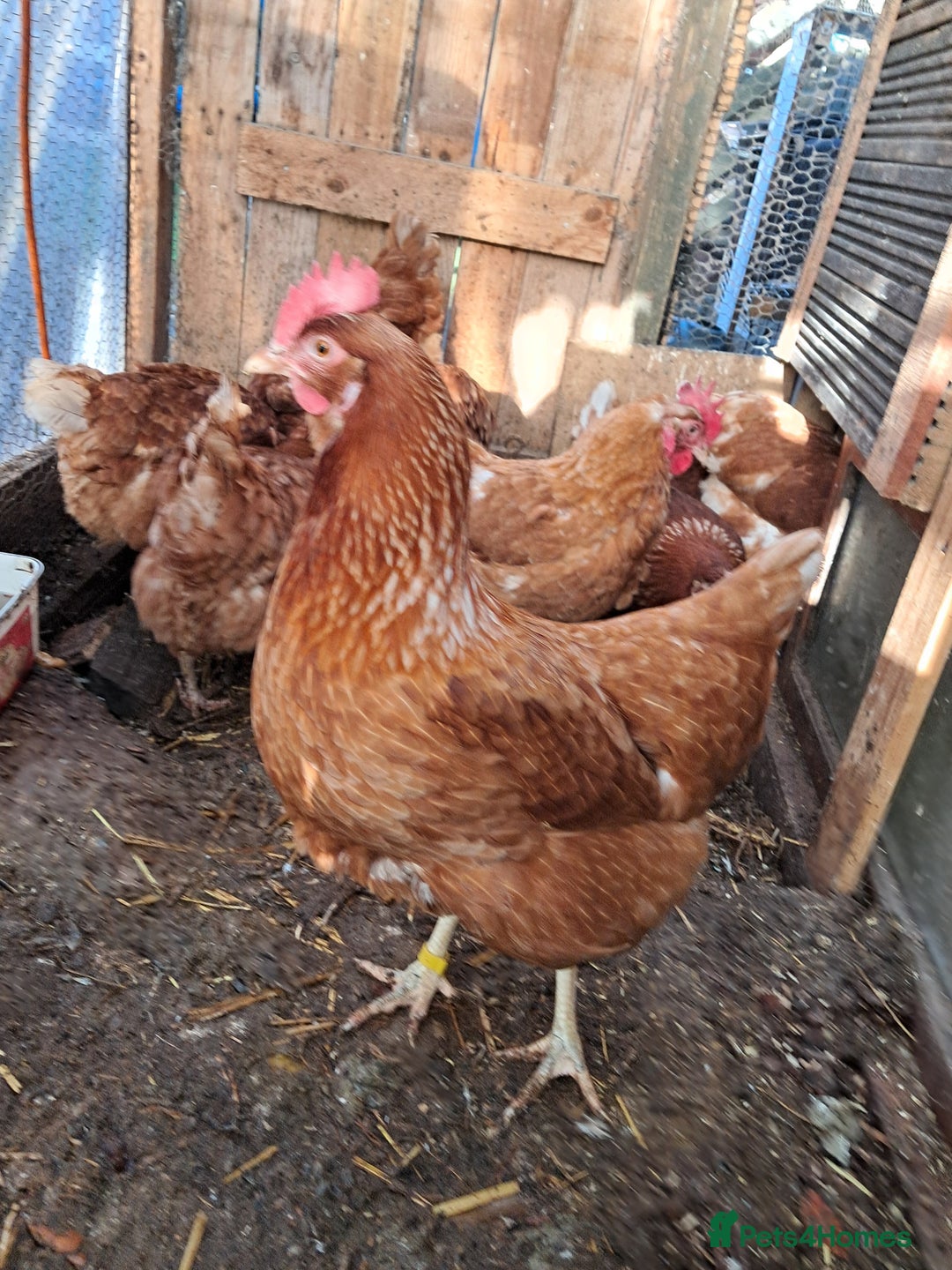 Chickens poultry for sale: Warren/lohman brown 18 months old for sale - Advert 3