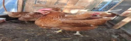 Chickens poultry for sale: Warren/lohman brown 18 months old for sale - Advert 3