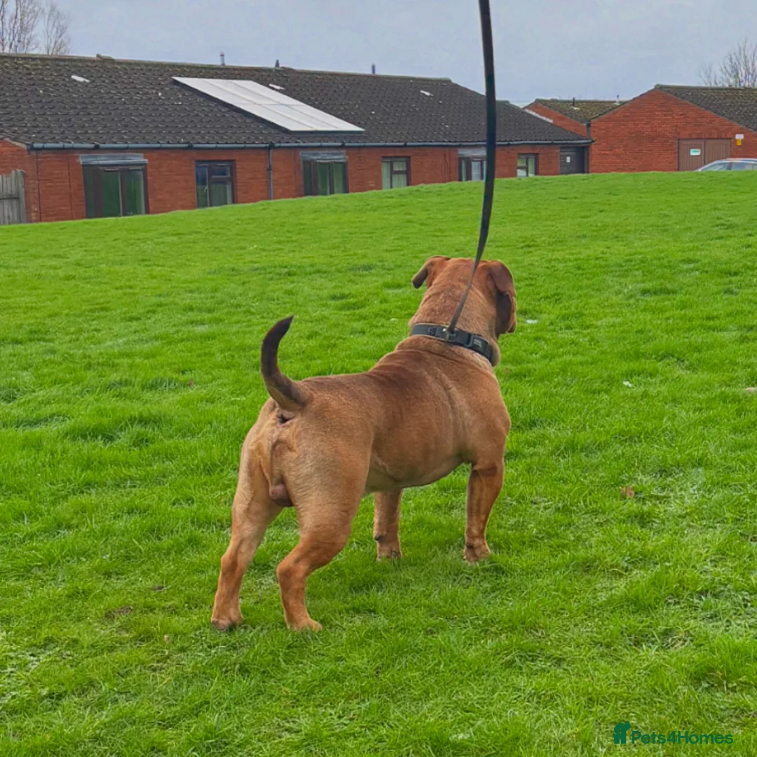 Olde English Bulldogge dogs for stud: Bigdawg “Ch Duke “ ⭐️For Stud⭐️ - Advert 8