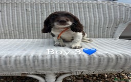 English Springer Spaniel dogs for sale: English springer spaniel puppies for sale - Image 2