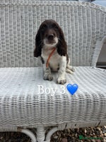 English Springer Spaniel dogs - Advert 2