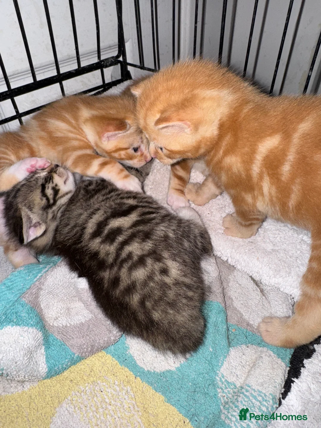 American Shorthair cats for sale: Beautiful Rare GingerKittens Alonghair X BSH cross - Advert 9