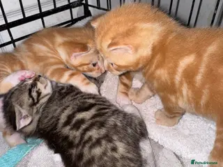 American Shorthair cats 1 Female kitten left ready to leave and find a lap - Advert 1