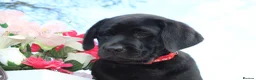 Labrador Retriever dogs for sale: LABRADOR PUPPIES DUE SOON  - Advert 9