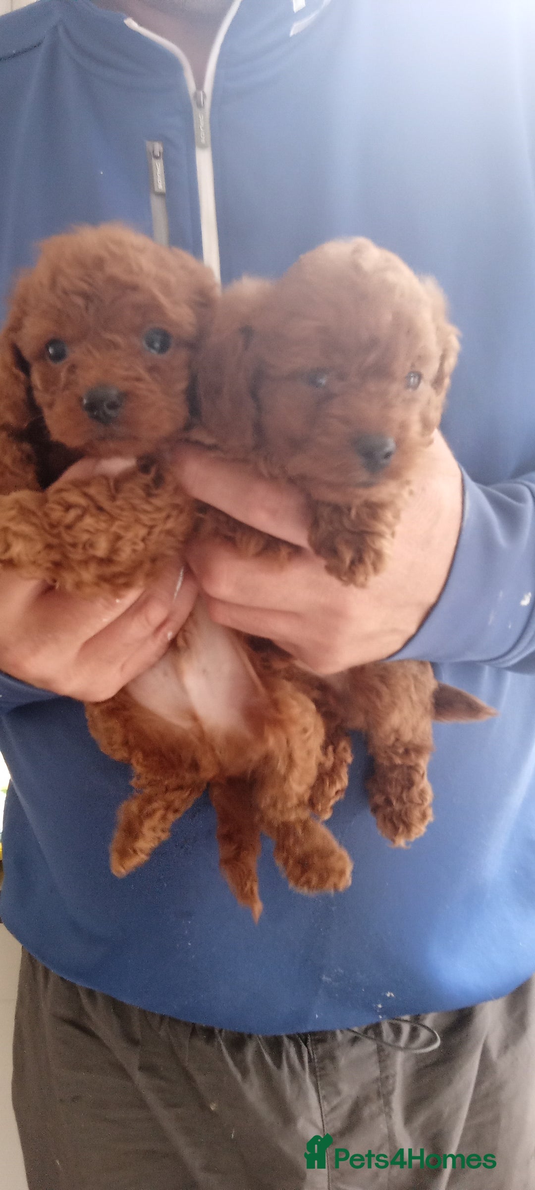 Cavapoo dogs for sale: Cavapoo puppies ❤️ !!!  Last boy !!!!!  - Image 4