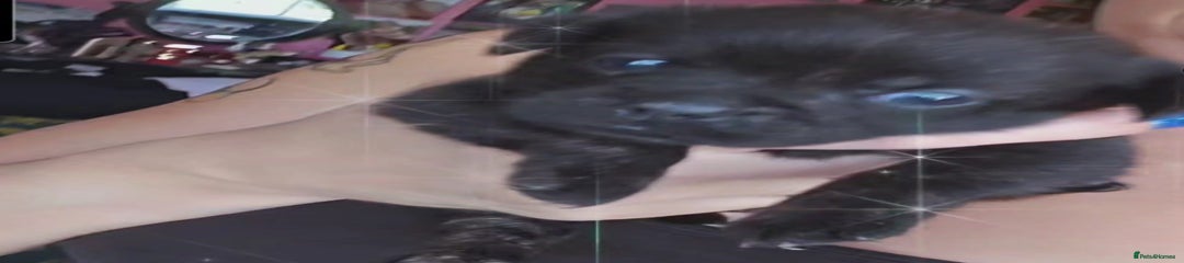 French Bulldog Puppy 4