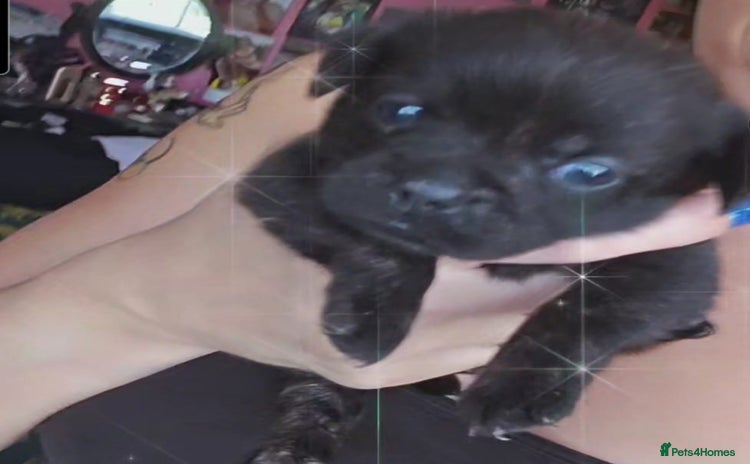 French Bulldog dogs - Advert 8