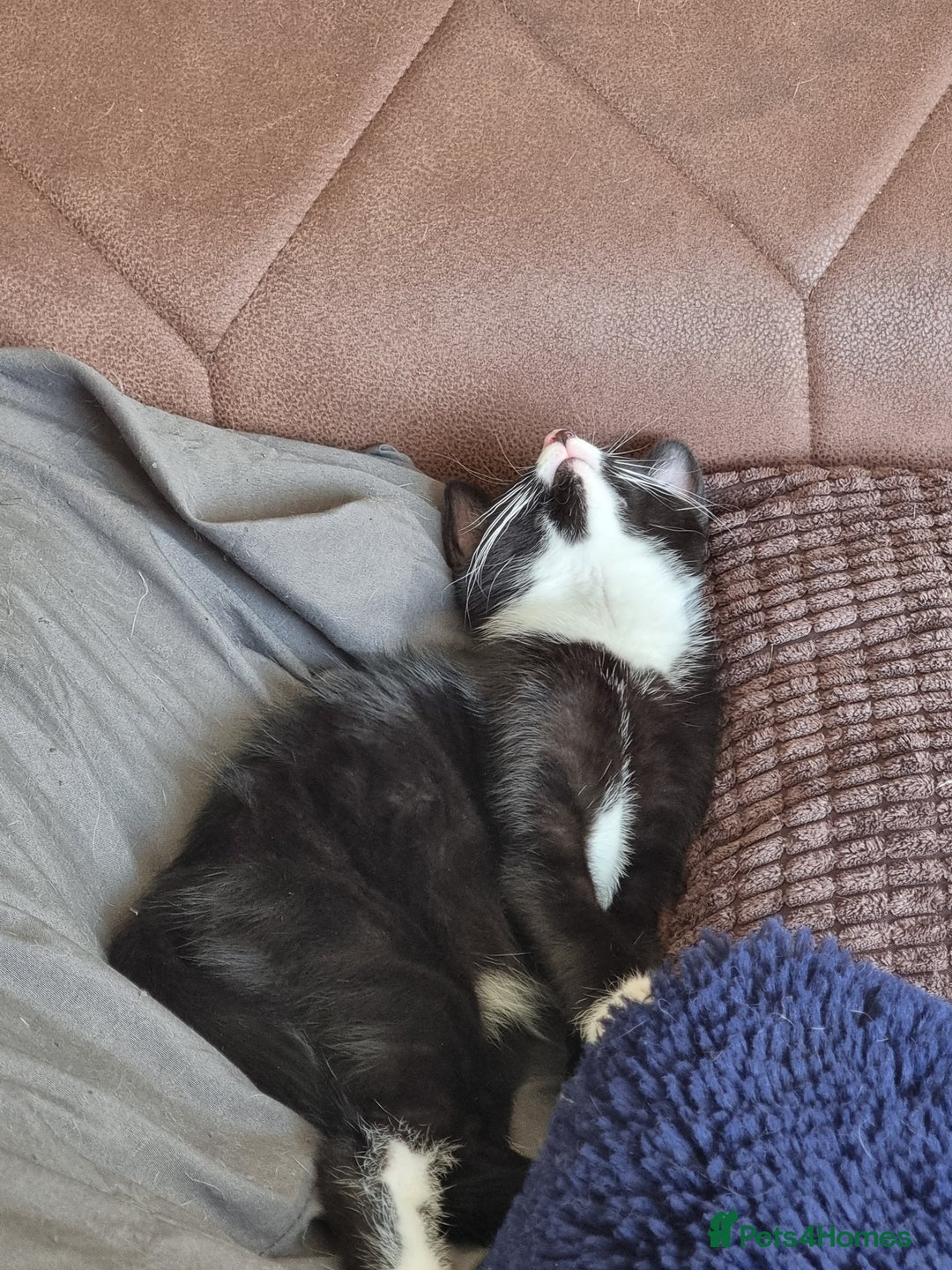 Mixed Breed cats for sale: Bengal x British Short Hair Kitten  - Image 6