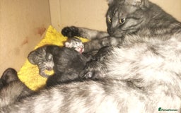 Domestic Shorthair cats for sale: Kittens for Sale - Image 6